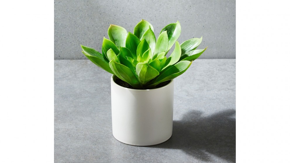 Succulent 23cm Pot