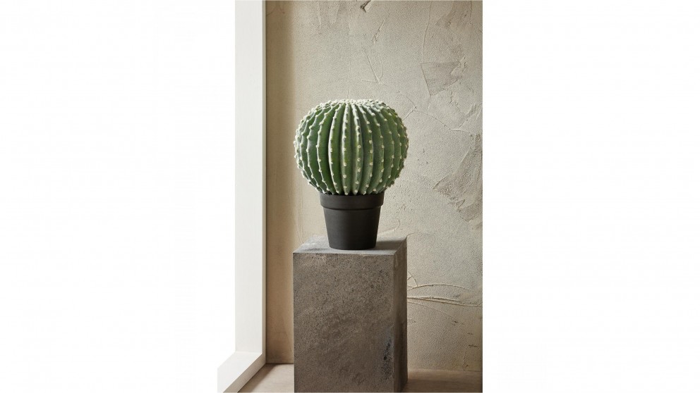 Nambia & Desert Cactus